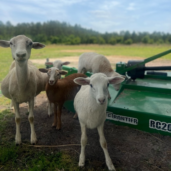 Meet your Posher, Fallon - Picture 6 of 8